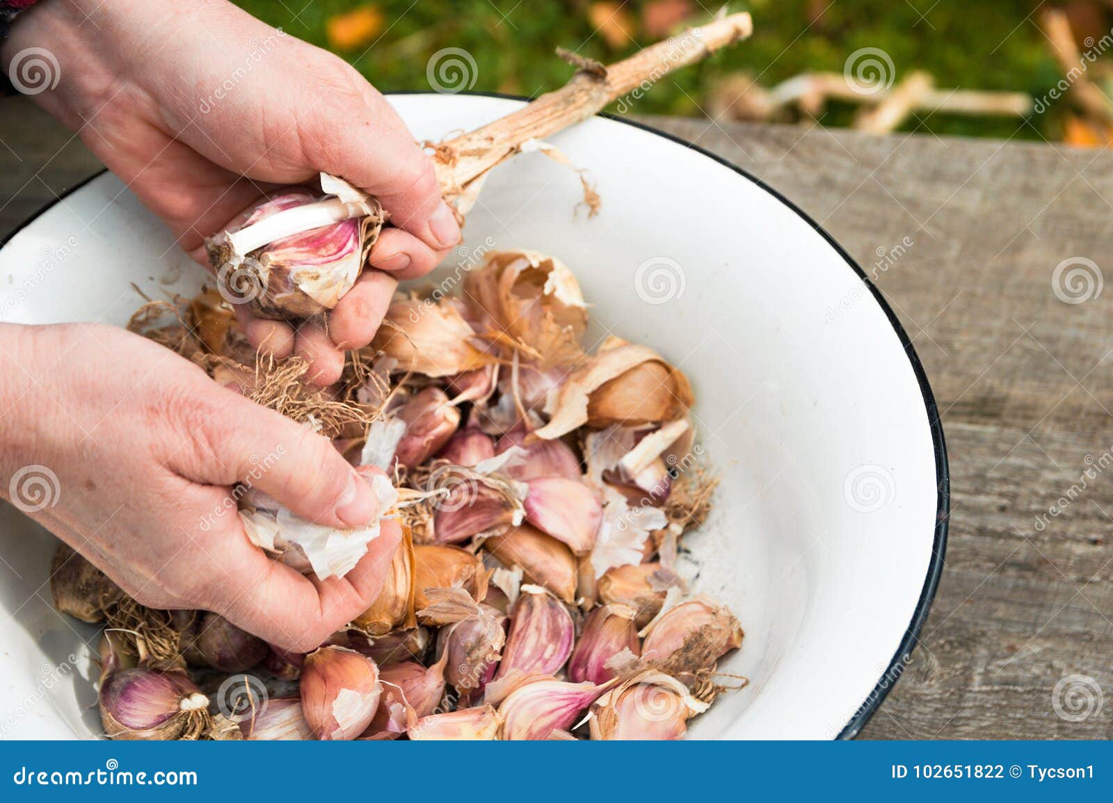 Cleaning garlic stock photo. Image of nature, garlic 102651822