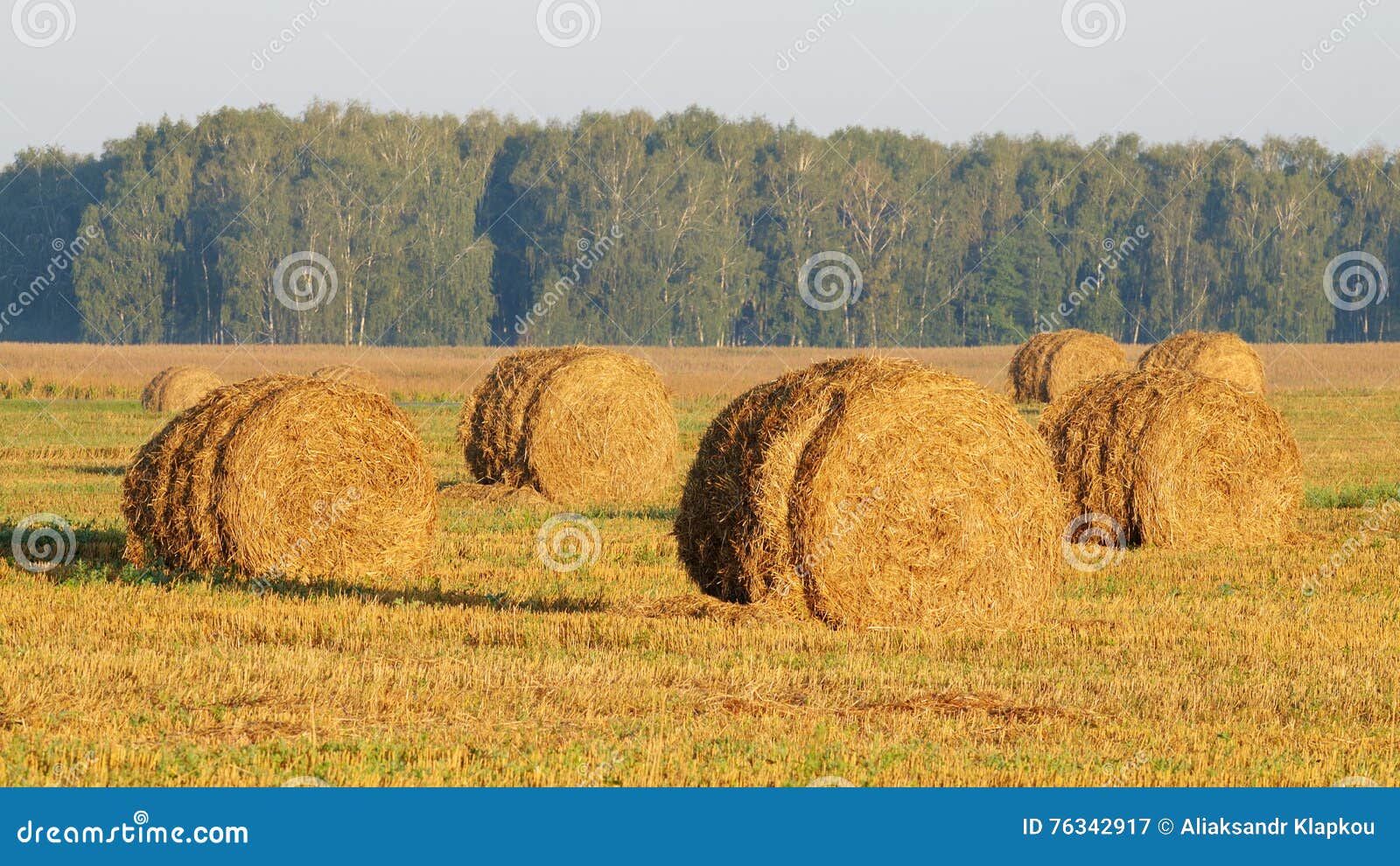 Cleaning of grain crops stock image. Image of landscape 76342917