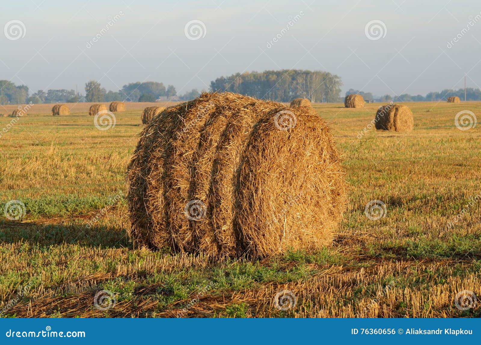 Cleaning of grain crops stock photo. Image of summer 76360656