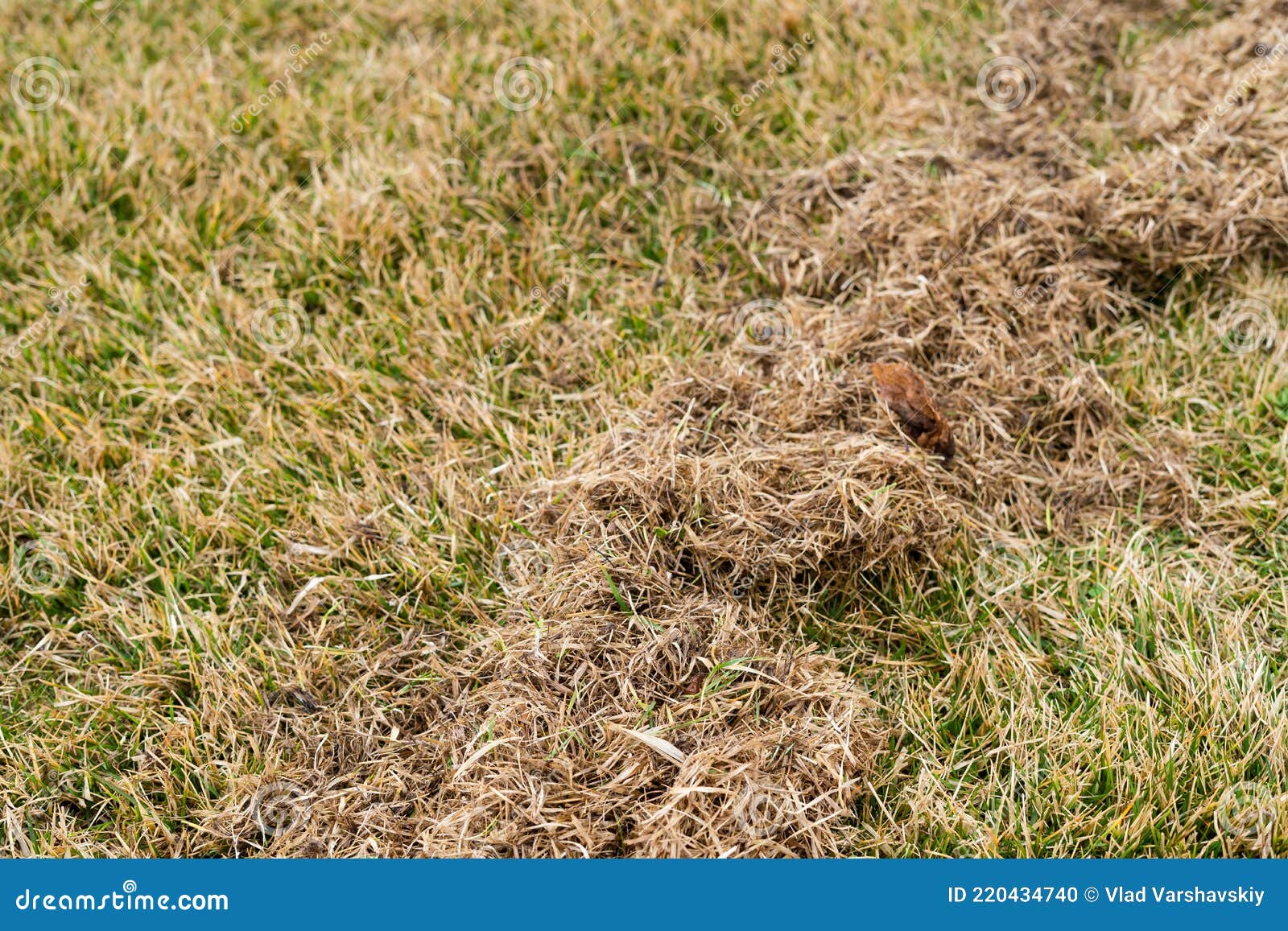 Cleaning the Lawn from Dry and Rotten Grass after Winter Stock Photo