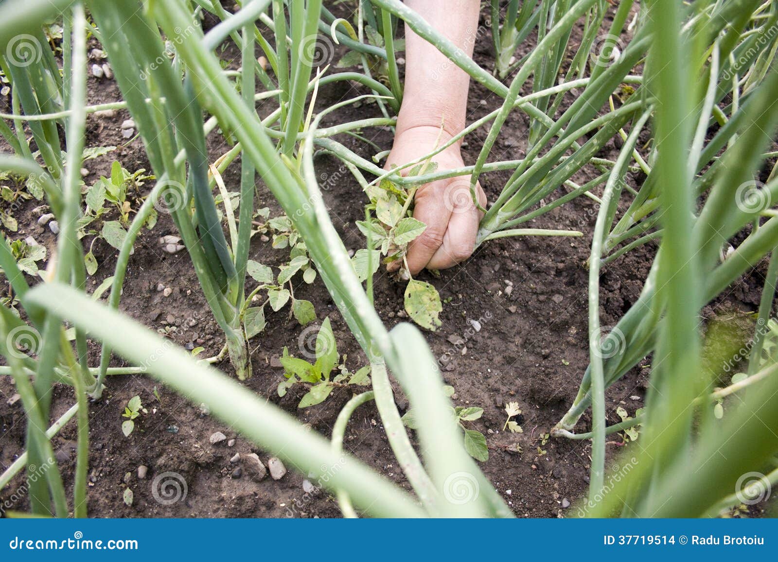 Cleaning the onion balk stock photo. Image of agriculture 37719514