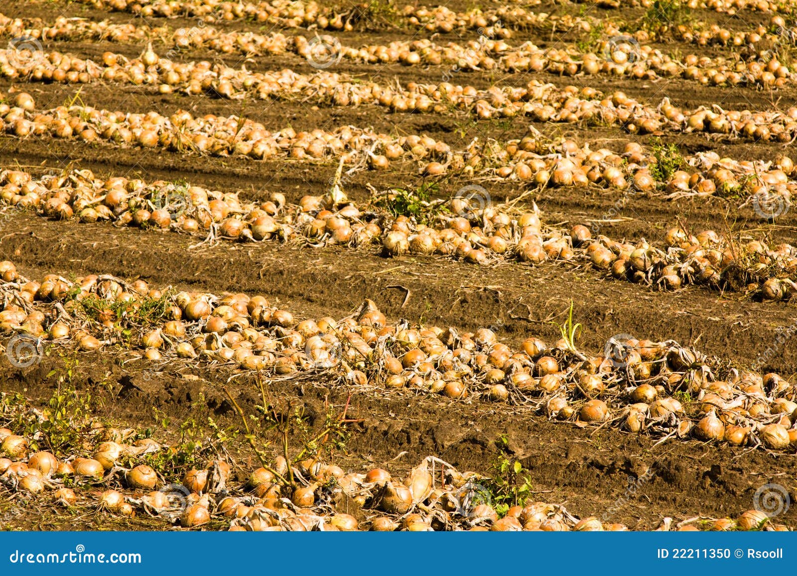 Cleaning of onions stock photo. Image of close, color 22211350