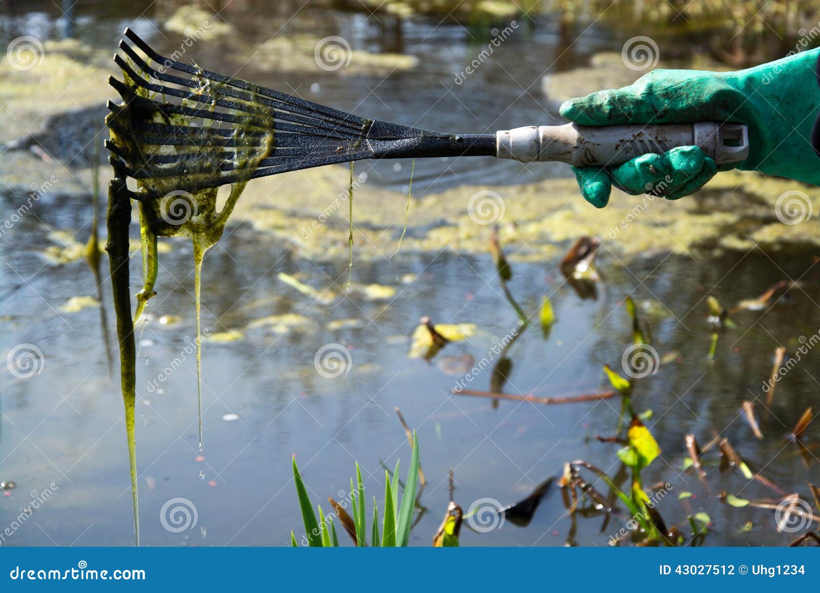 Cleaning a Pond in spring time.