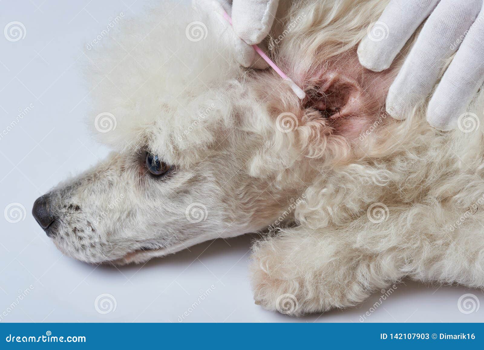 Cleaning poodle dog ear stock image. Image of repellent 142107903