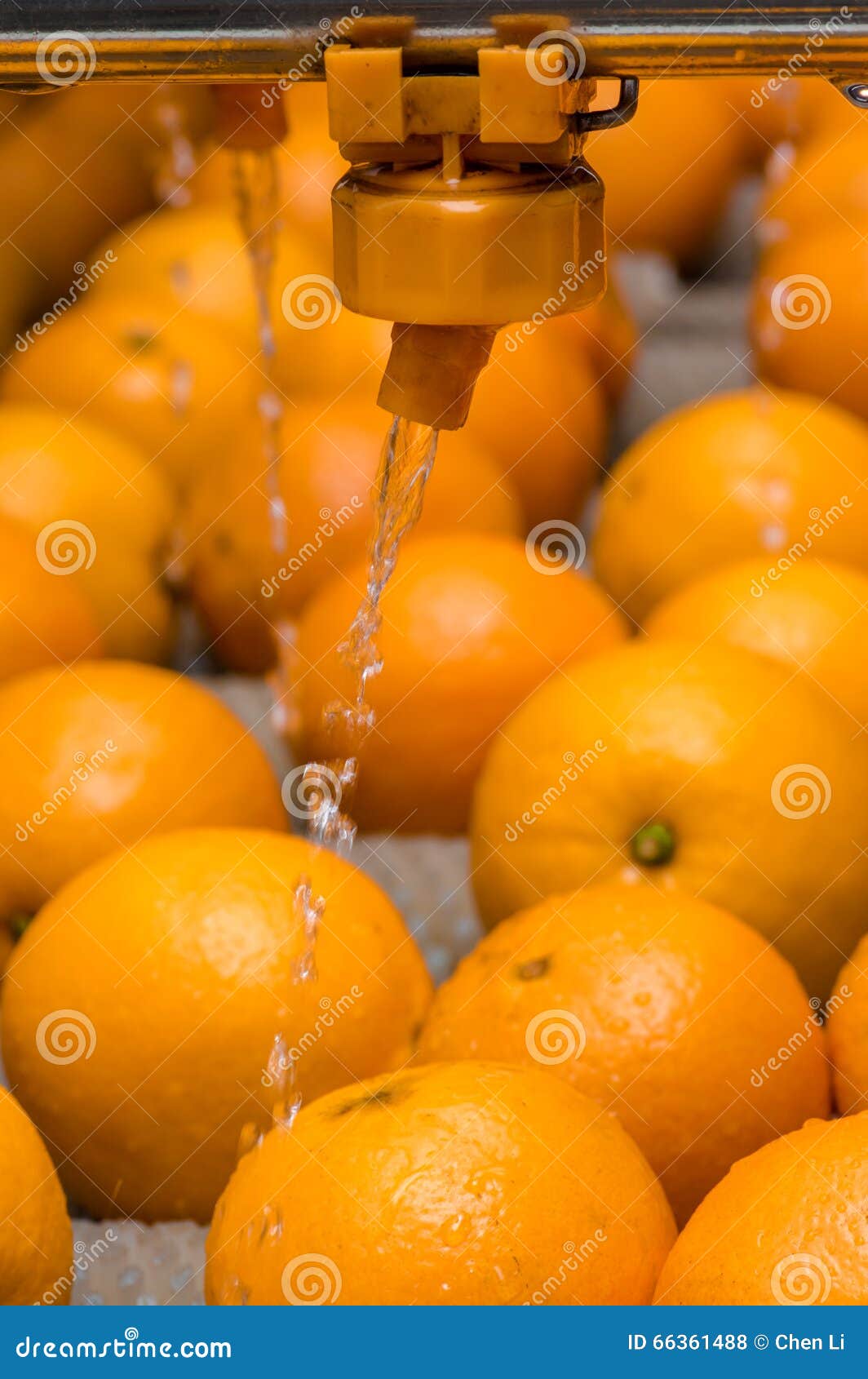 The Cleaning Process of Oranges Stock Photo Image of process, lifes 66361488