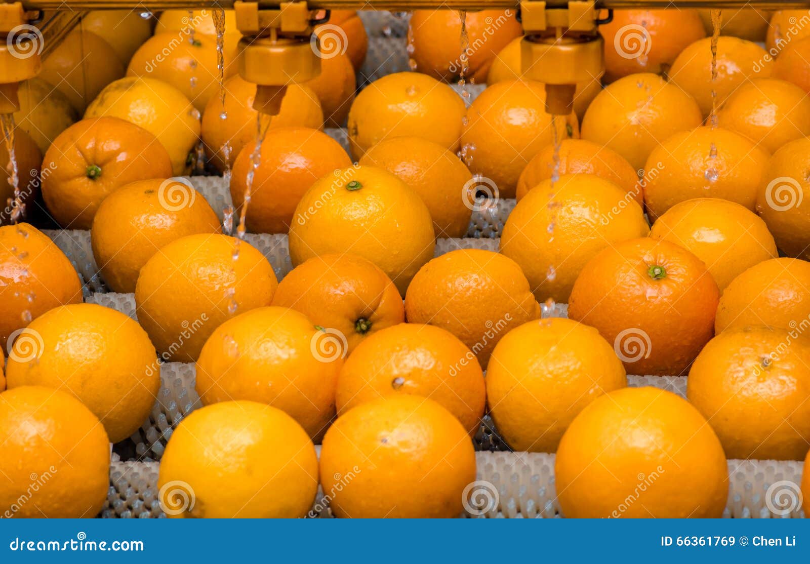 The Cleaning Process of Oranges Stock Image Image of acquisition, machinery 66361769