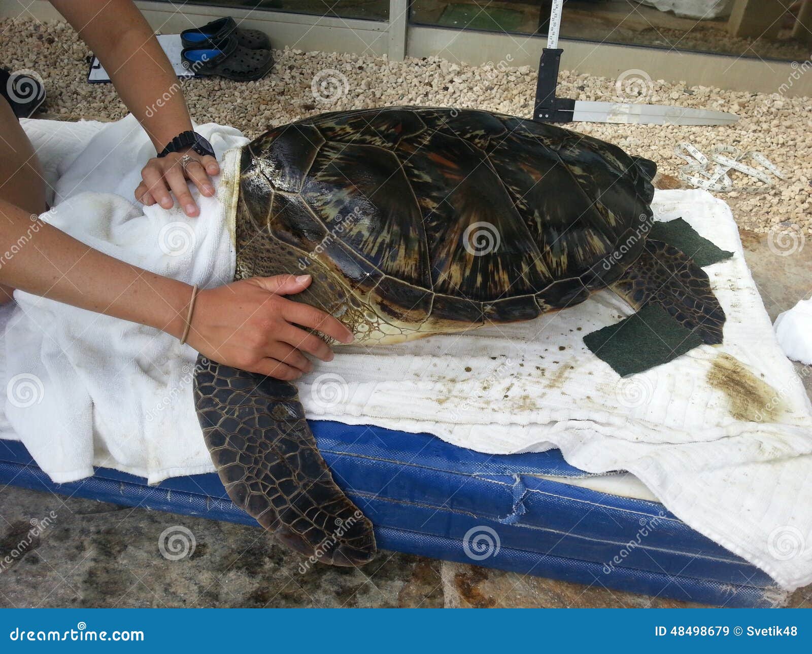 Cleaning sea turtle stock image. Image of turtle, marine 48498679