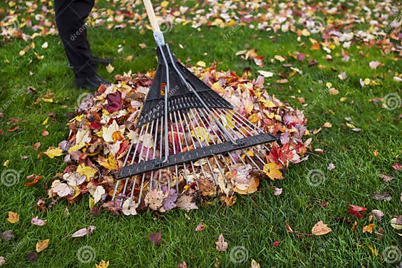 Cleaning Up Yard during Autumn Stock Photo - Image of cleaning, maple ...