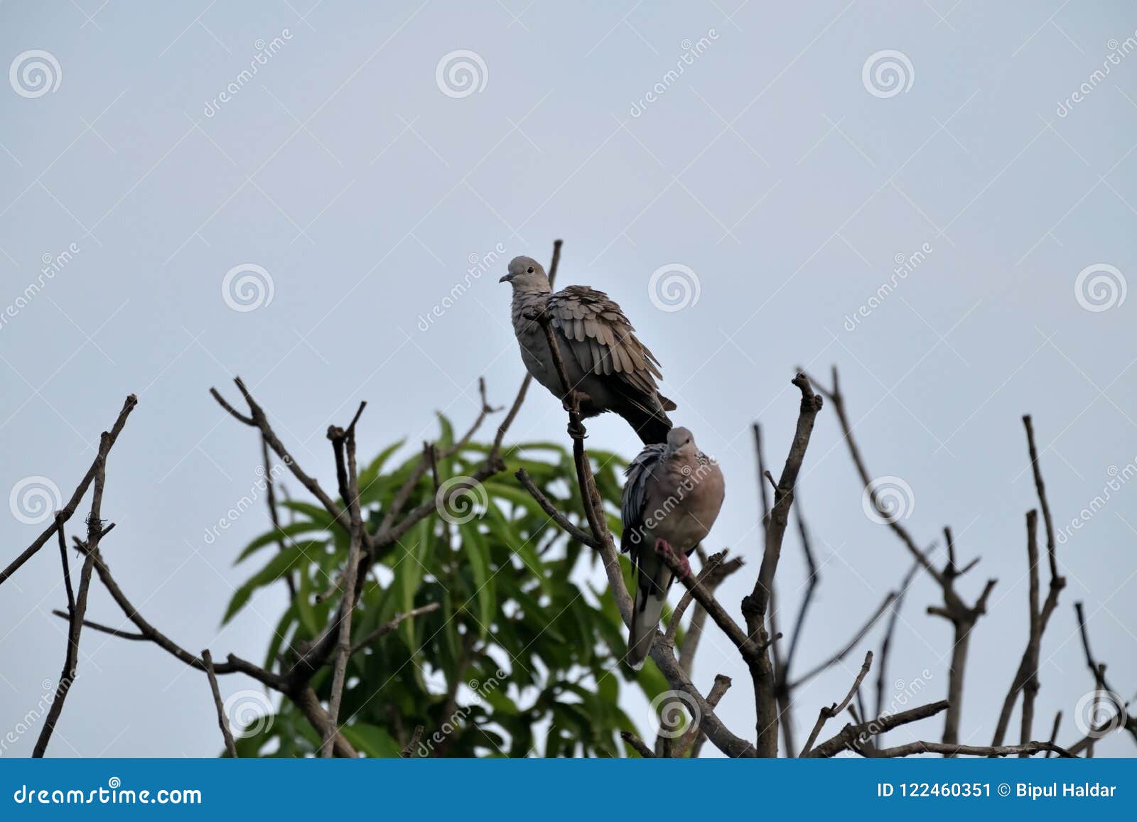 A Pair Spotted Dove Getting Ready for Preening Stock Image Image of