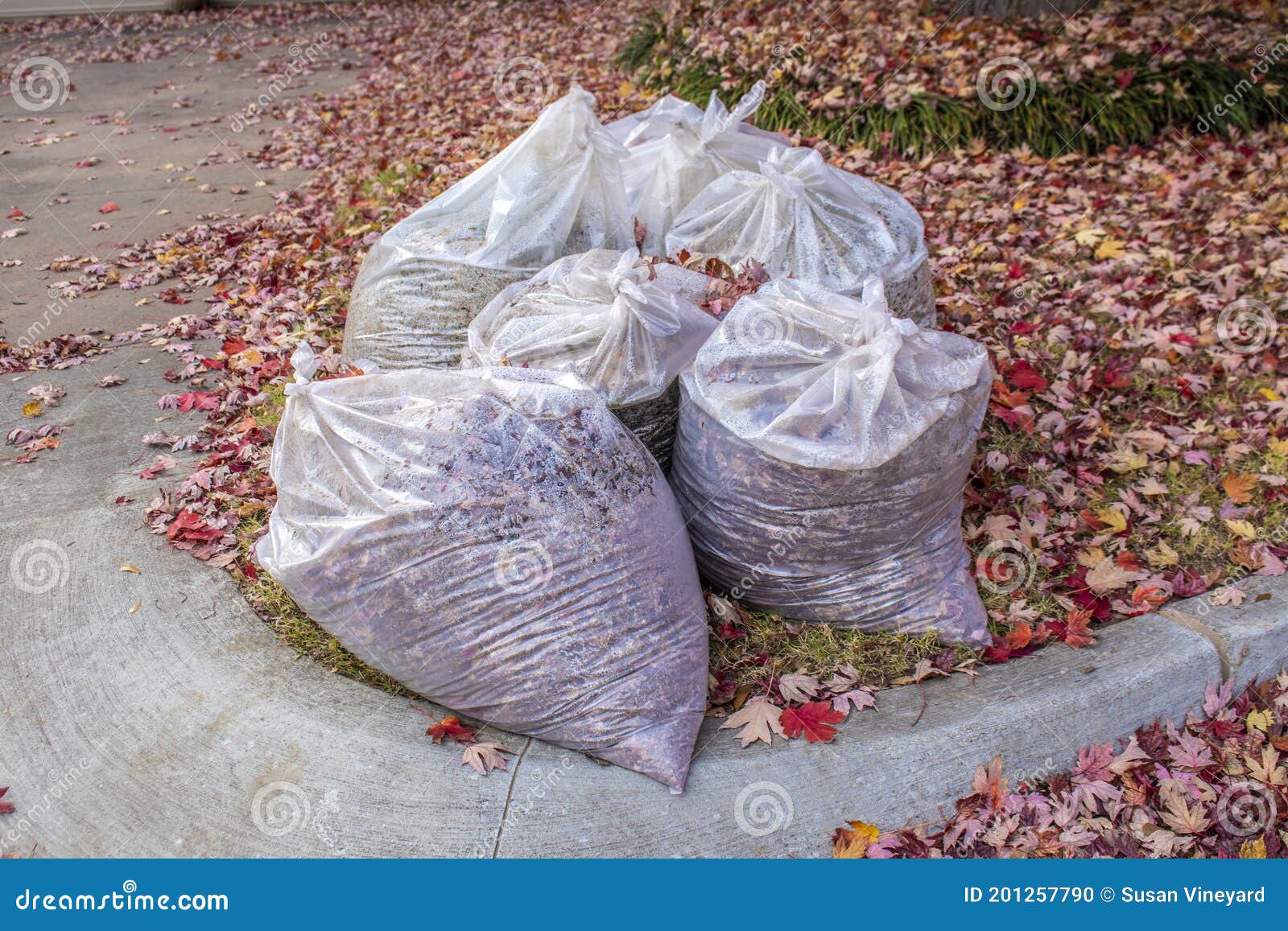Clear Bags of Fall Leaves with Moisture Inside by Curb with Yard