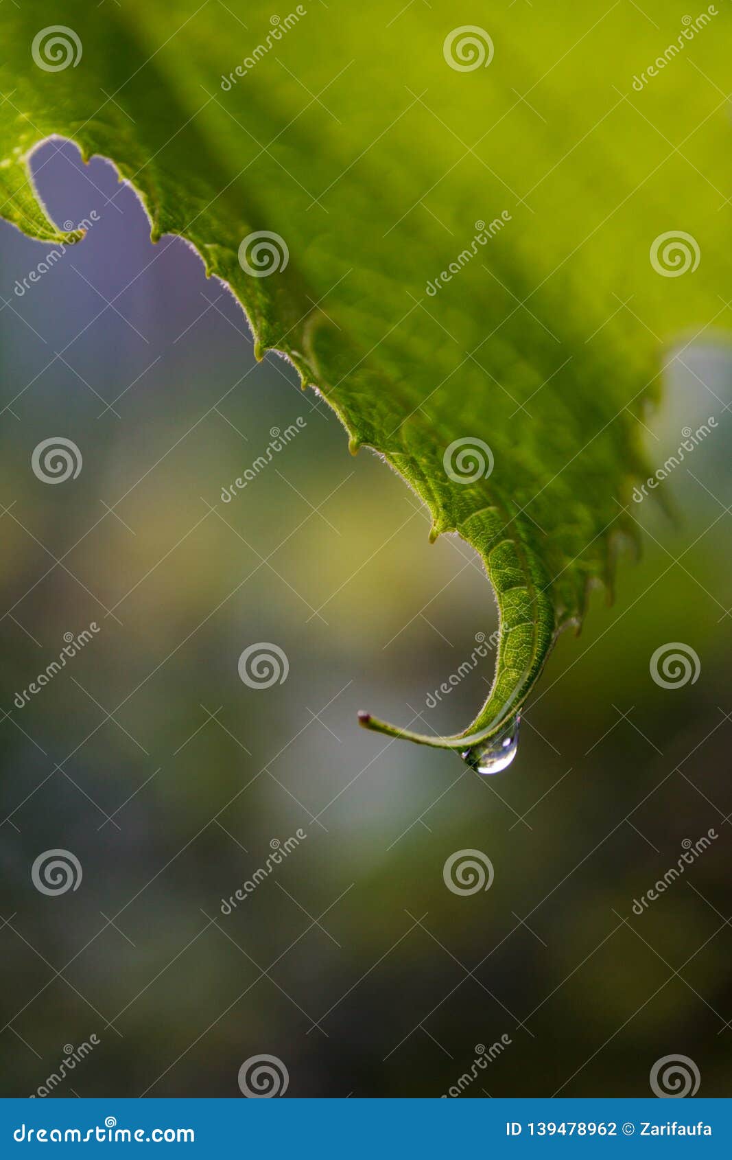 Clear Drop of Water on a Vine Leaf Stock Photo Image of nature