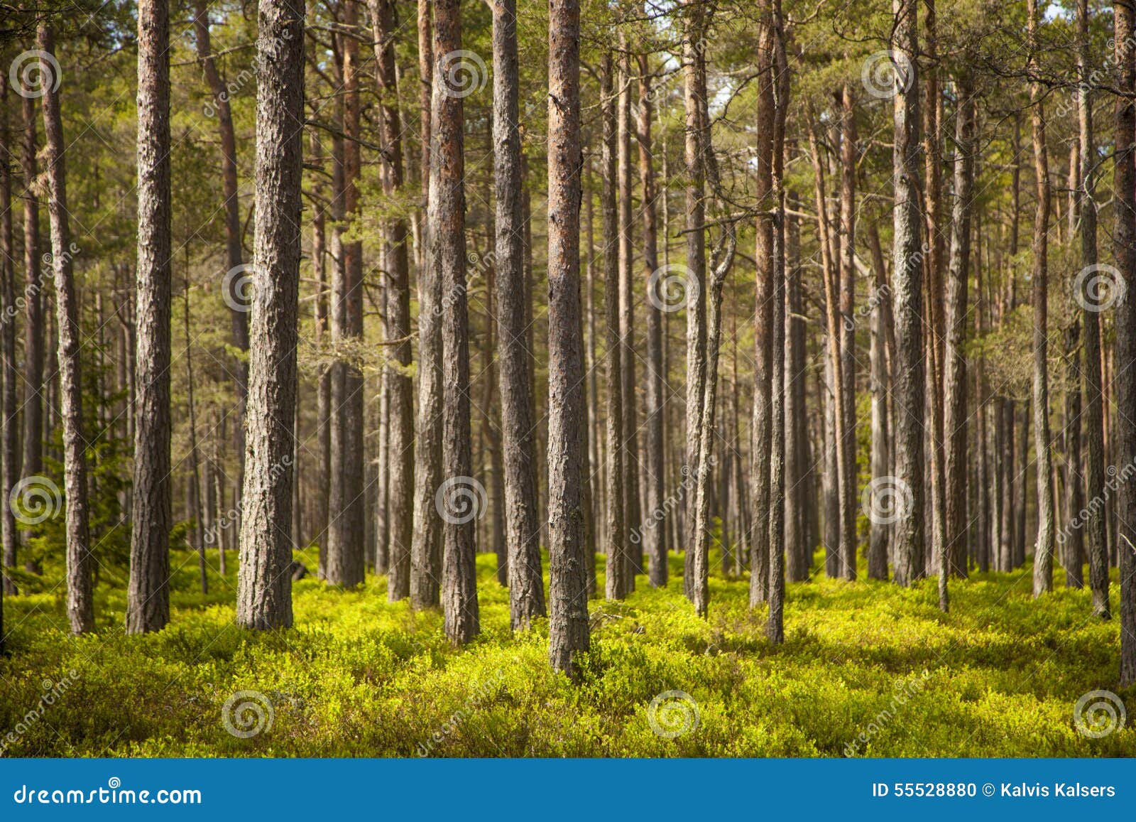 clear pine forest