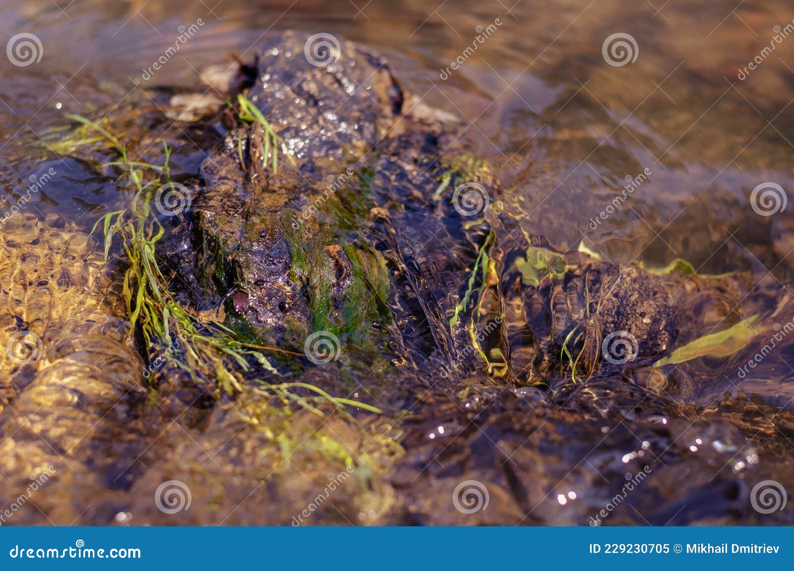 a clear stream of water flows around a rock with algae. the swif