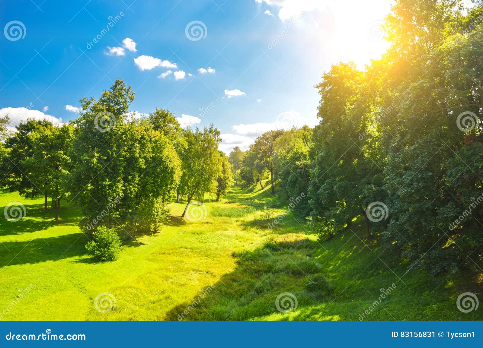 Clearing stock image. Image of fresh, contrast, environment 83156831