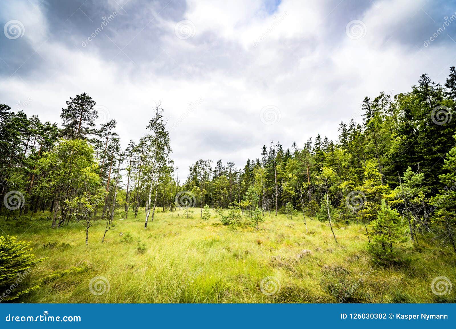 clearing in a forest with tall green grass