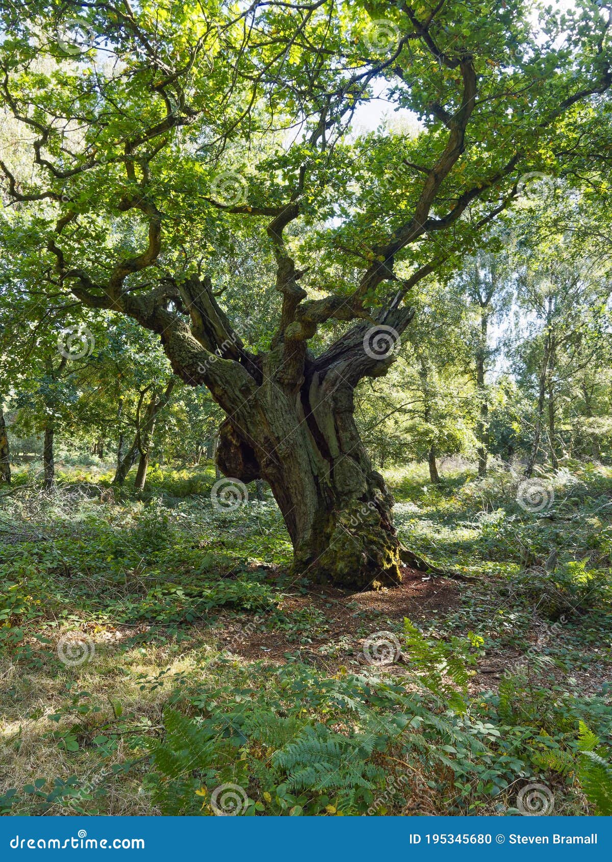 An Ancient Oak Tree Stands Leaning To The Left In Sherwood Forest Stock