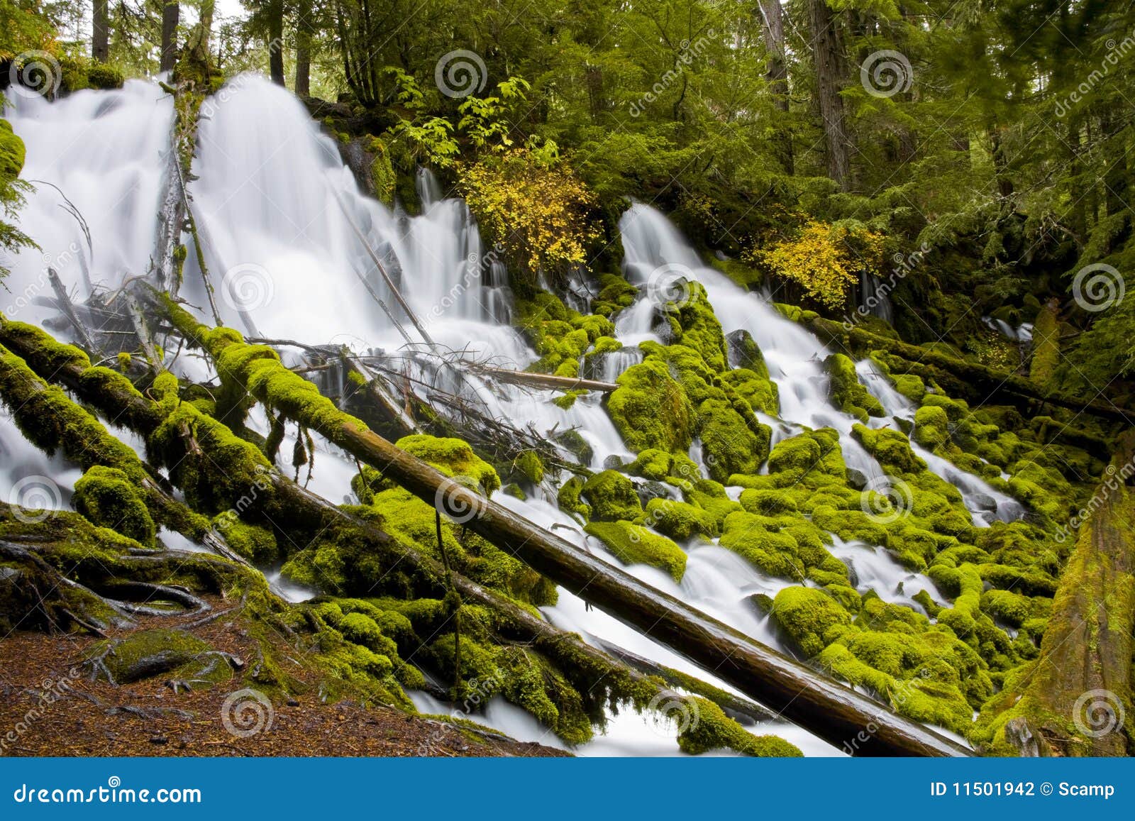 Clearwater Falls Umpqua Scenic Byway Stock Photo Image of umpqua