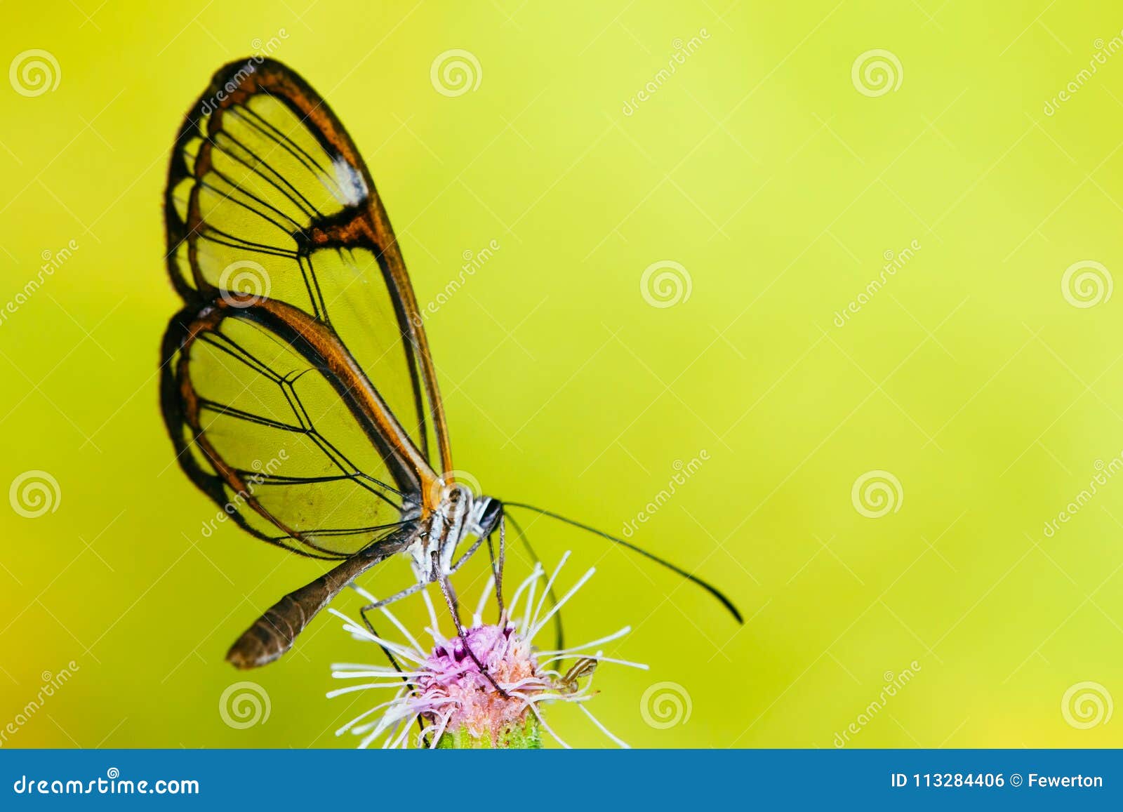 butterfly on flower. clearwing butterfly with transparent `glass` wings greta oto closeup sitting drinking nectar purple flower