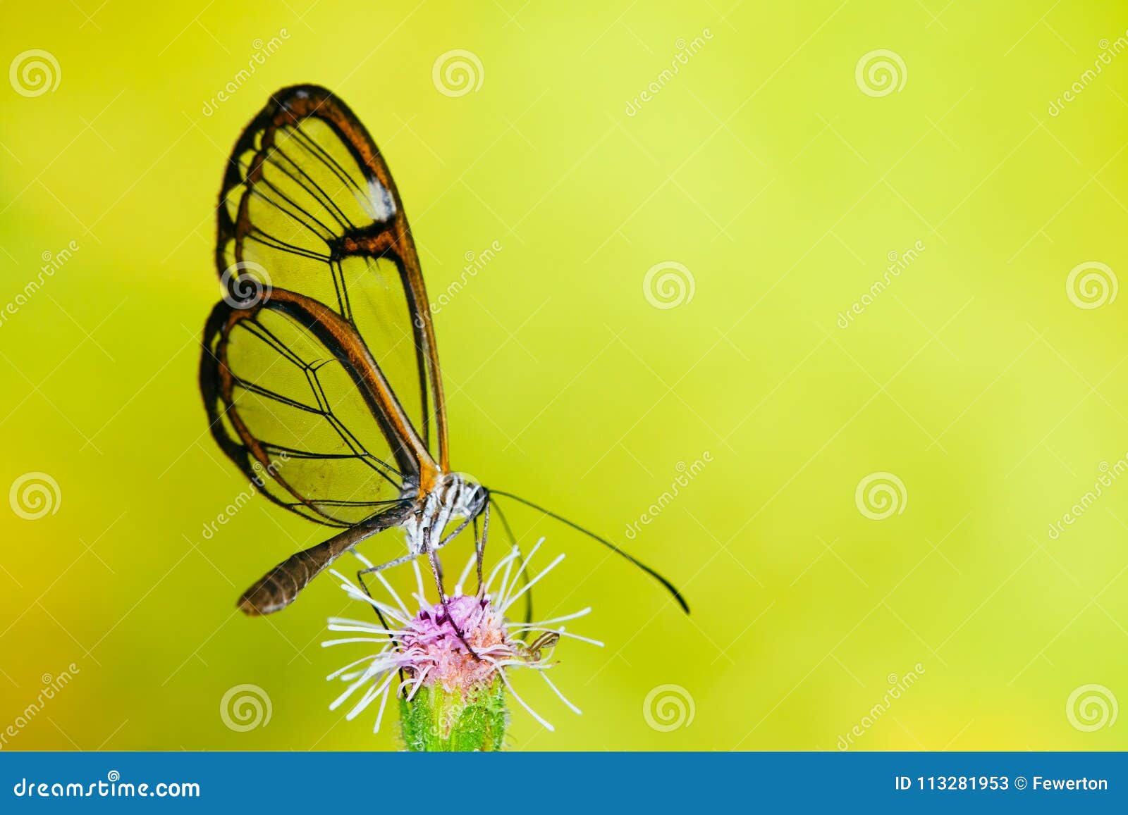 clearwing butterfly with transparent `glass` wings greta oto closeup sitting and drinking nectar from a purple flower