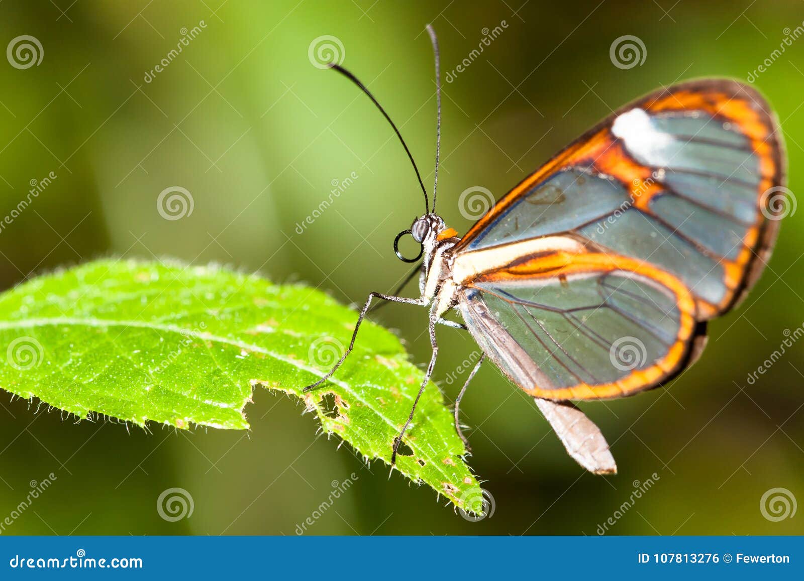 butterfly on flower. clearwing butterfly with transparent `glass` wings greta oto closeup sitting on a green leaf