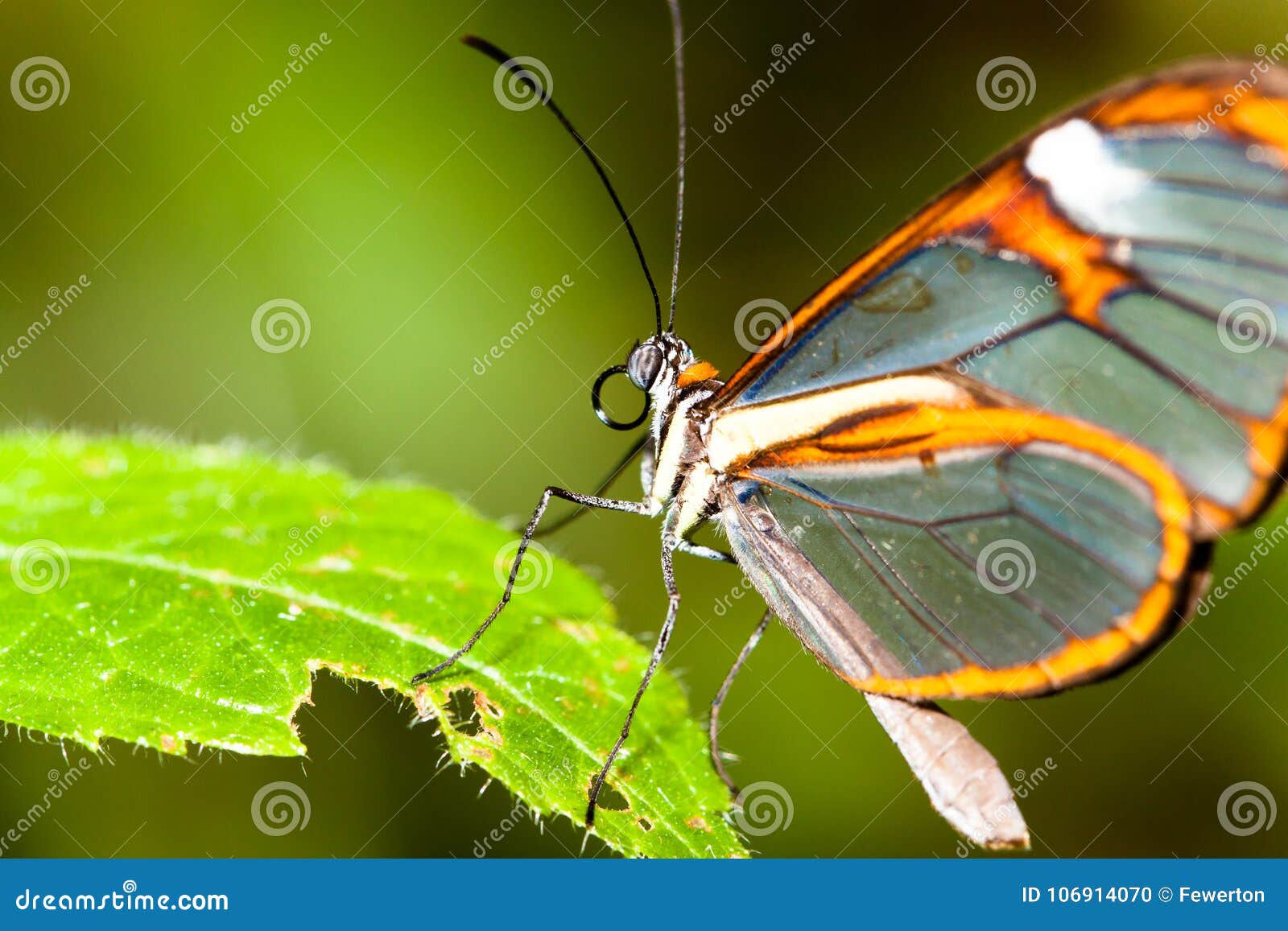 butterfly on flower. butterfly with transparent clearwing `glass` wings greta oto closeup macro photo.