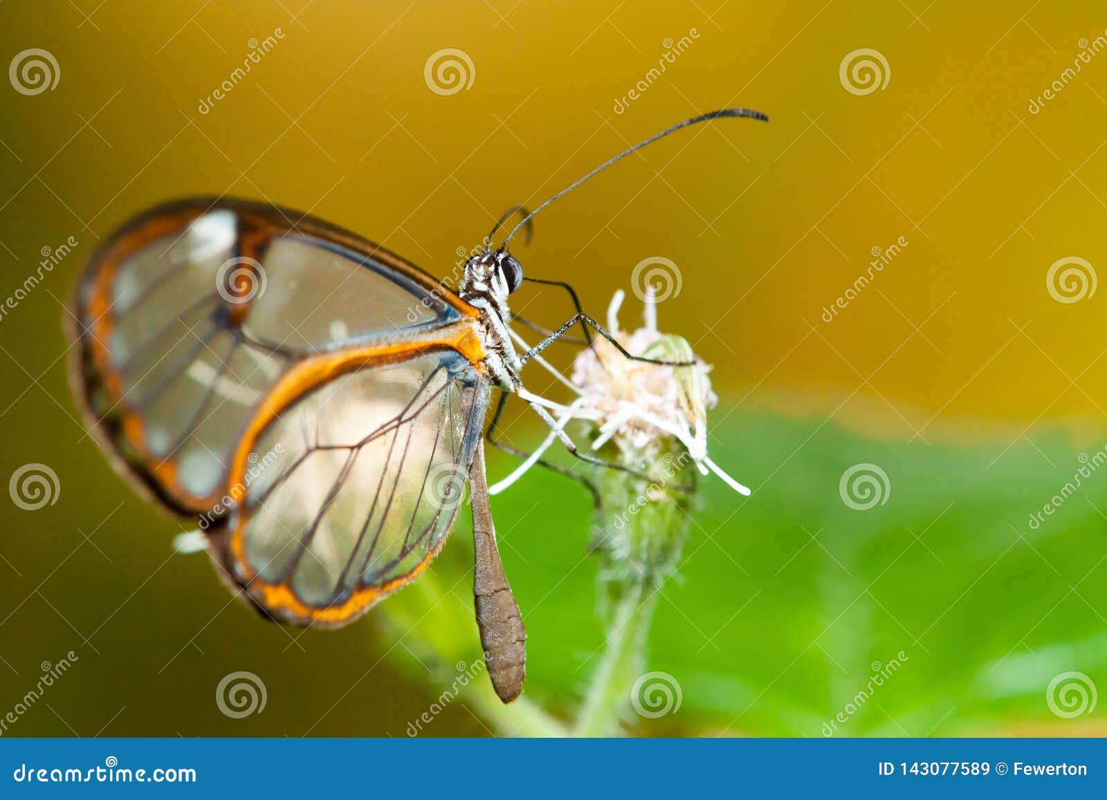 clearwing butterfly with transparent `glass` wings greta oto closeup sitting on a leaf flower