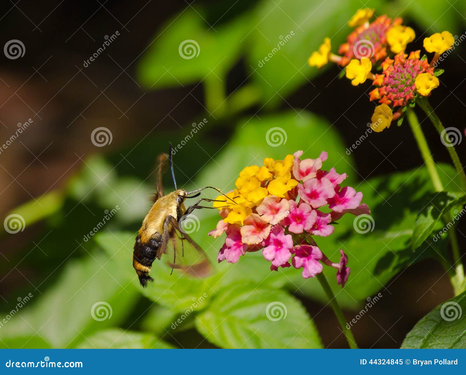 Clearwing hummingbirdmal. KolibriClearwing mal på Lantana