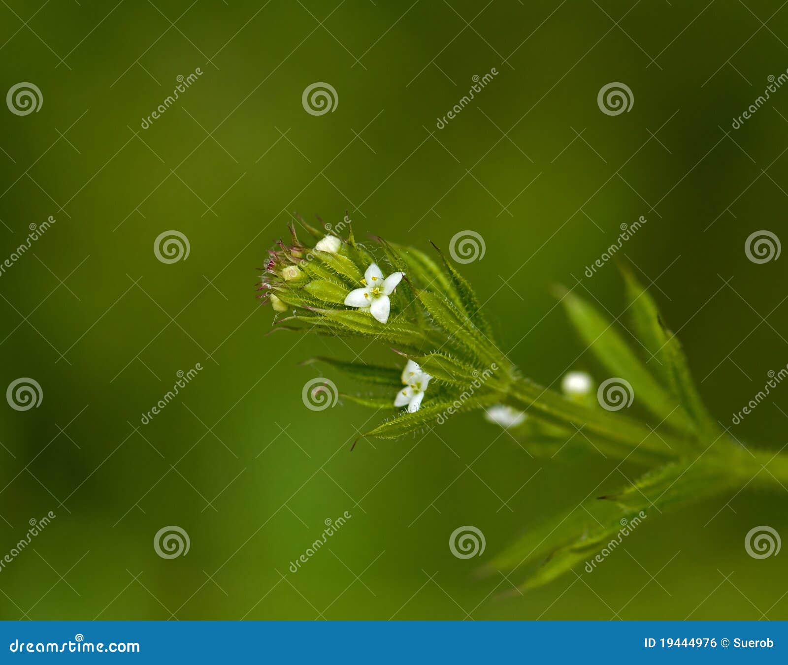 Cleavers Flowers and Leaves Stock Photo Image of galium, annual 19444976