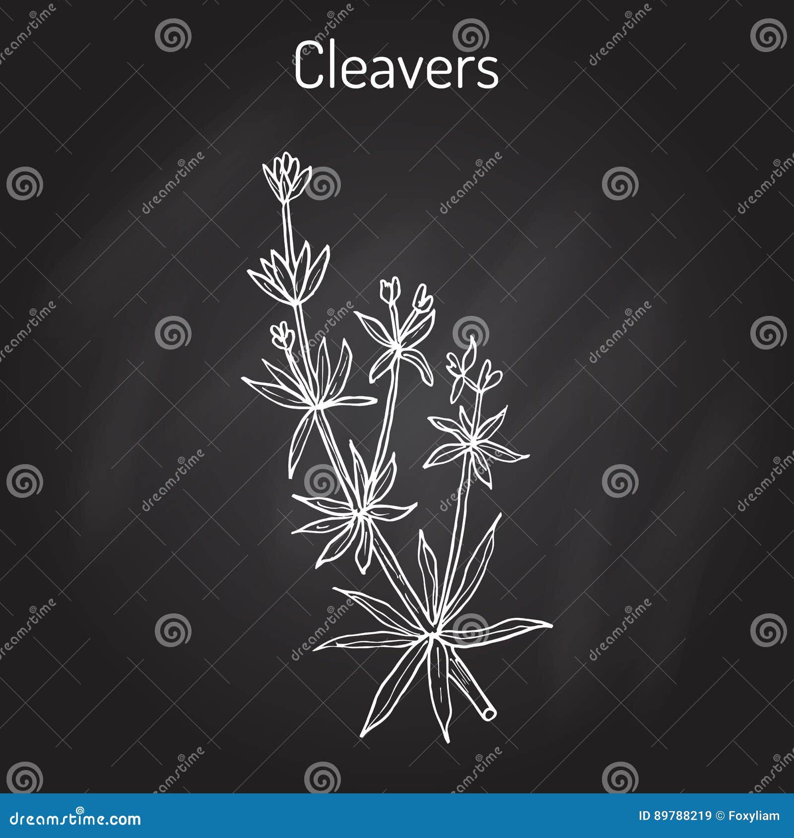 Cleavers Galium Aparine , or Goosegrass, Catchweed, Stickyweed ...