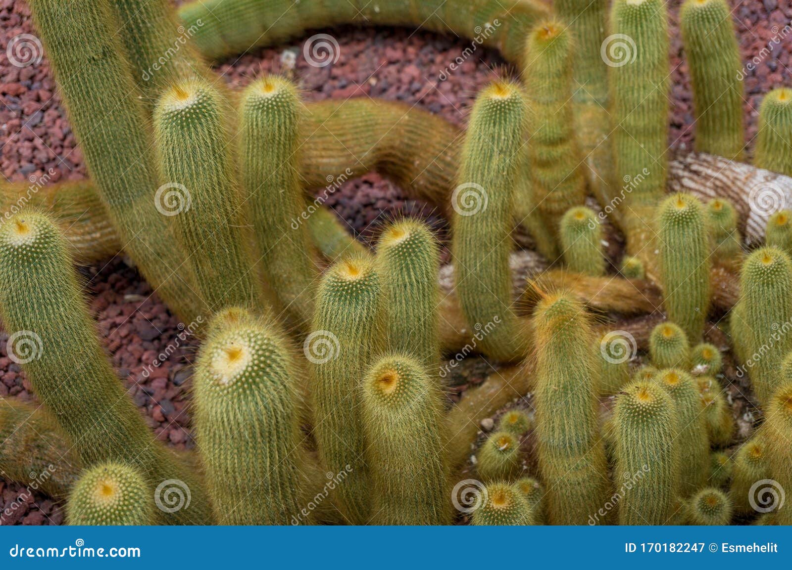 Cleistocactus Strausii, Commonly Known As the Silver Torch or Wooly
