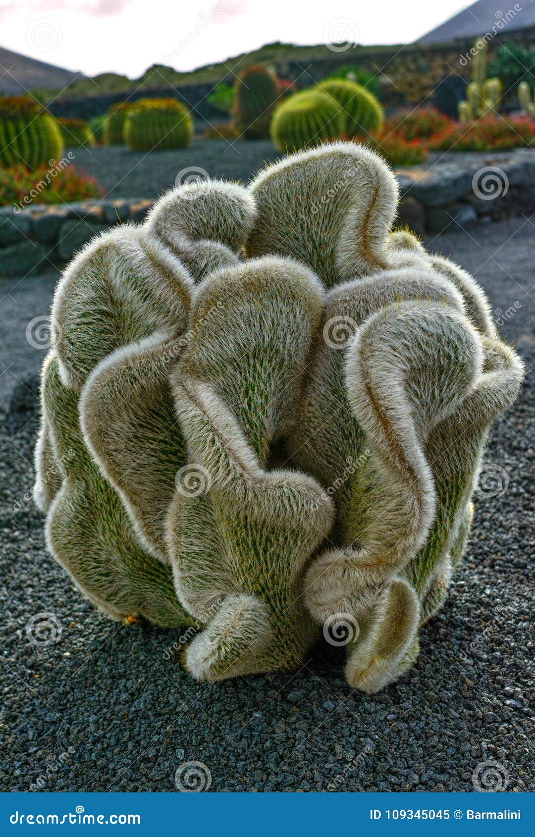 cleistocactus strausii forma cristata succulent plant