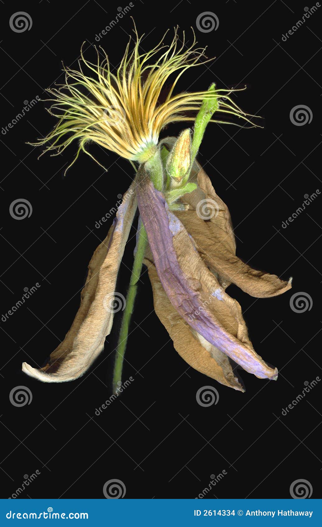 Clematis stock photo. Image of dried, leaves, withered 2614334