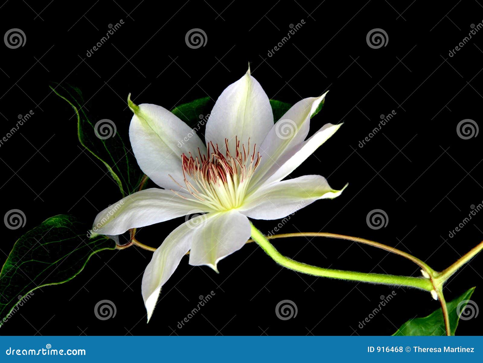 Clematis stock photo. Image of clematis, dramatic, white - 916468