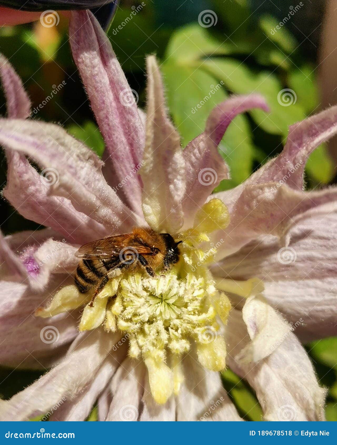 Clematis Bee insect stock photo. Image of pollinator 189678518