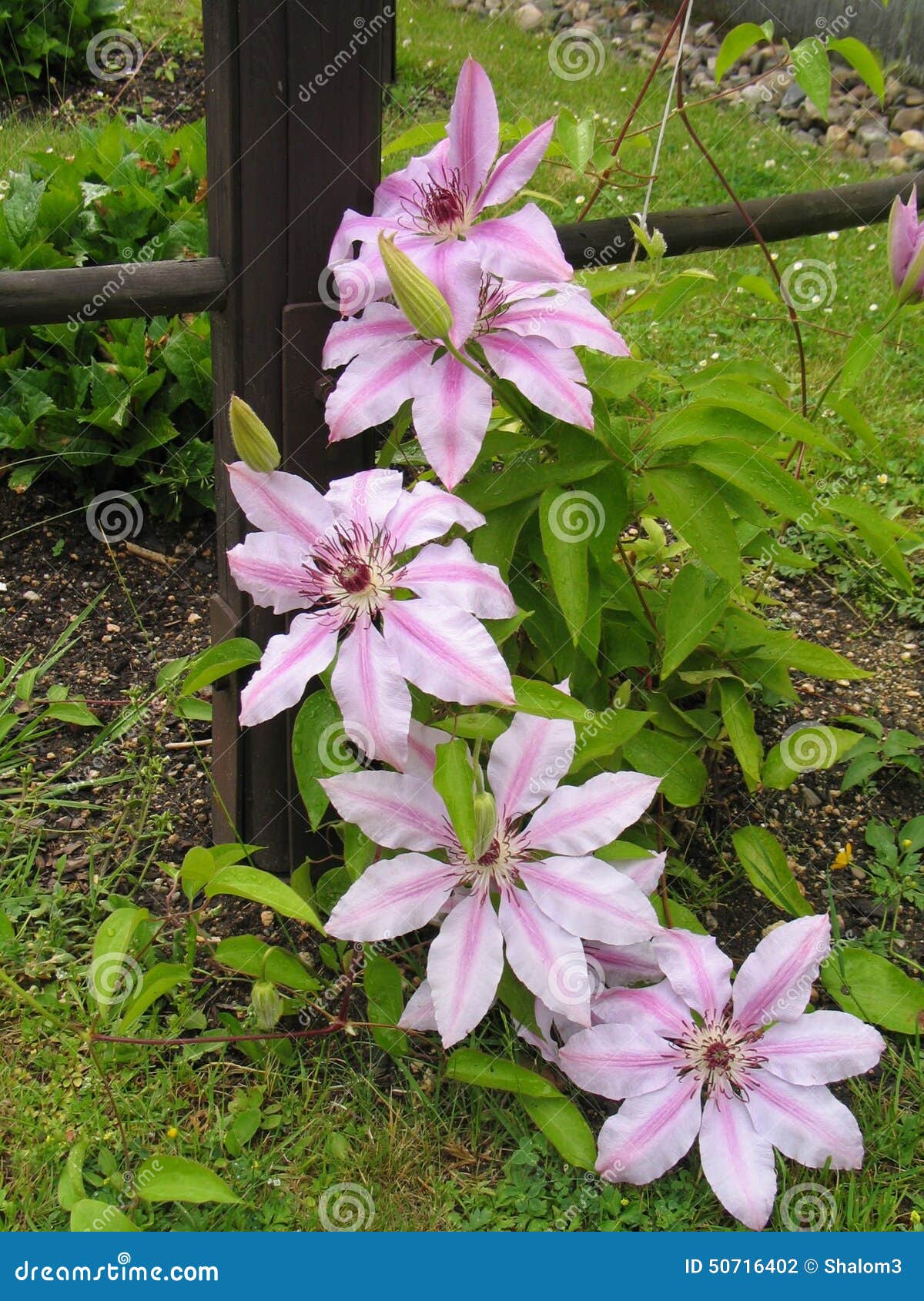 Clematis Climbing Flower in Pink Color Variant Stock Photo Image of