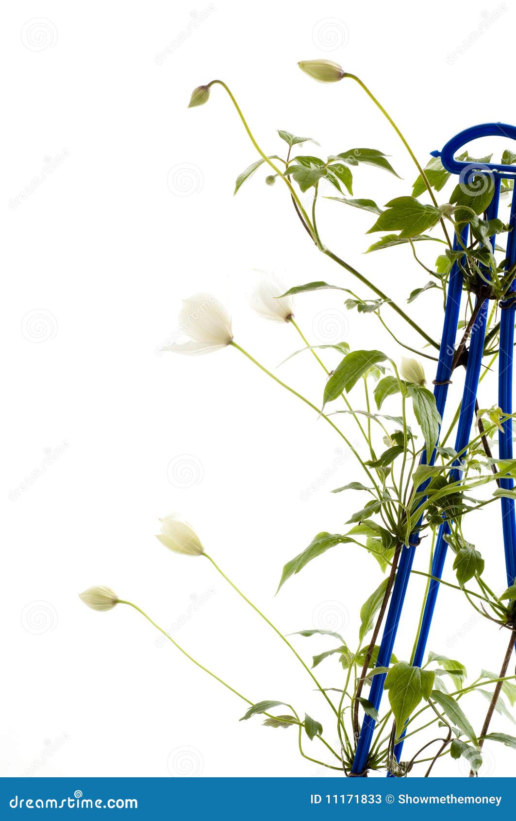 Clematis climbing plant stock image. Image of nobody 11171833