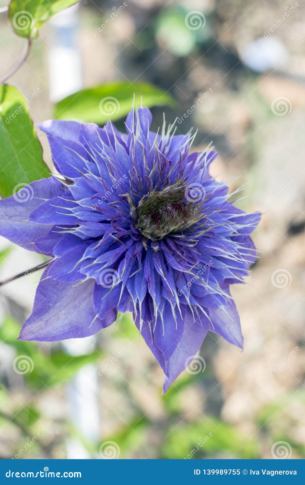 Clematis Cultivar Multi Blue Ornamental Flowering Plants, Violet Blue ...