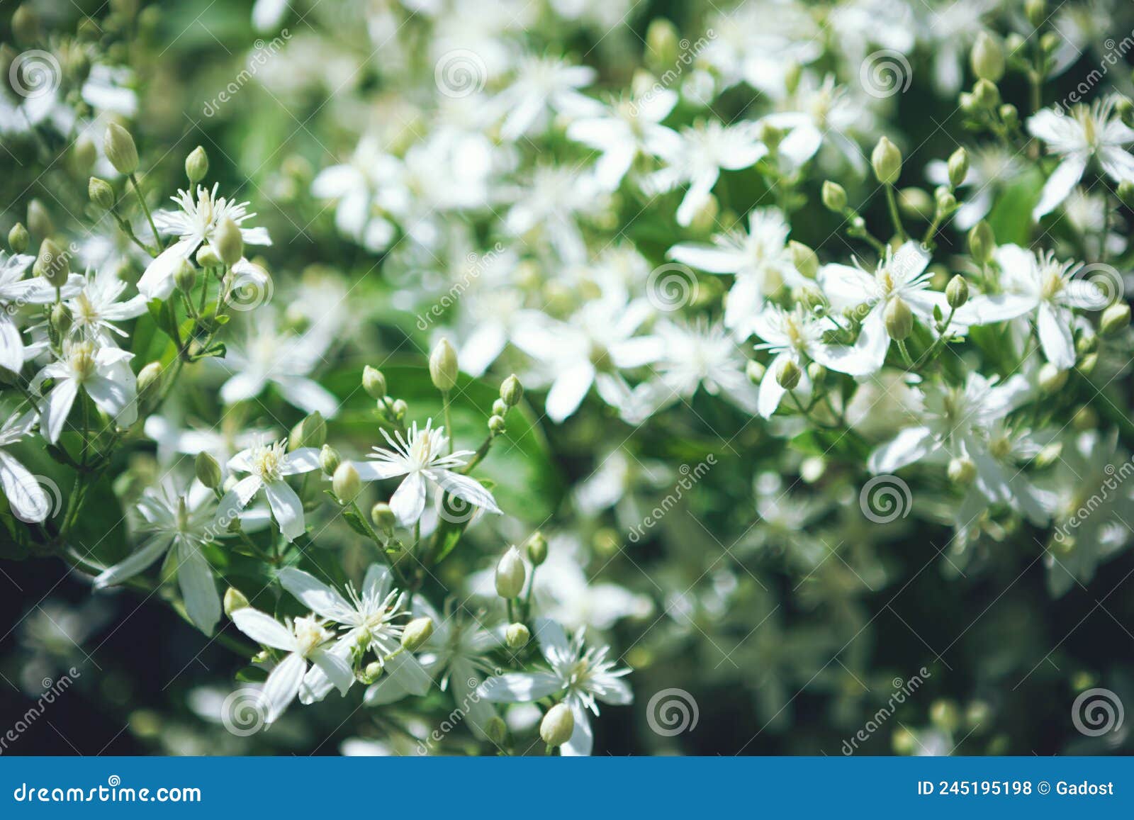 clematis flammula fragrant white flowers texture in spring garden