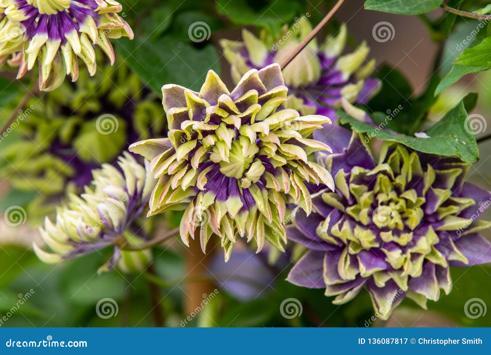 clematis florida taiga