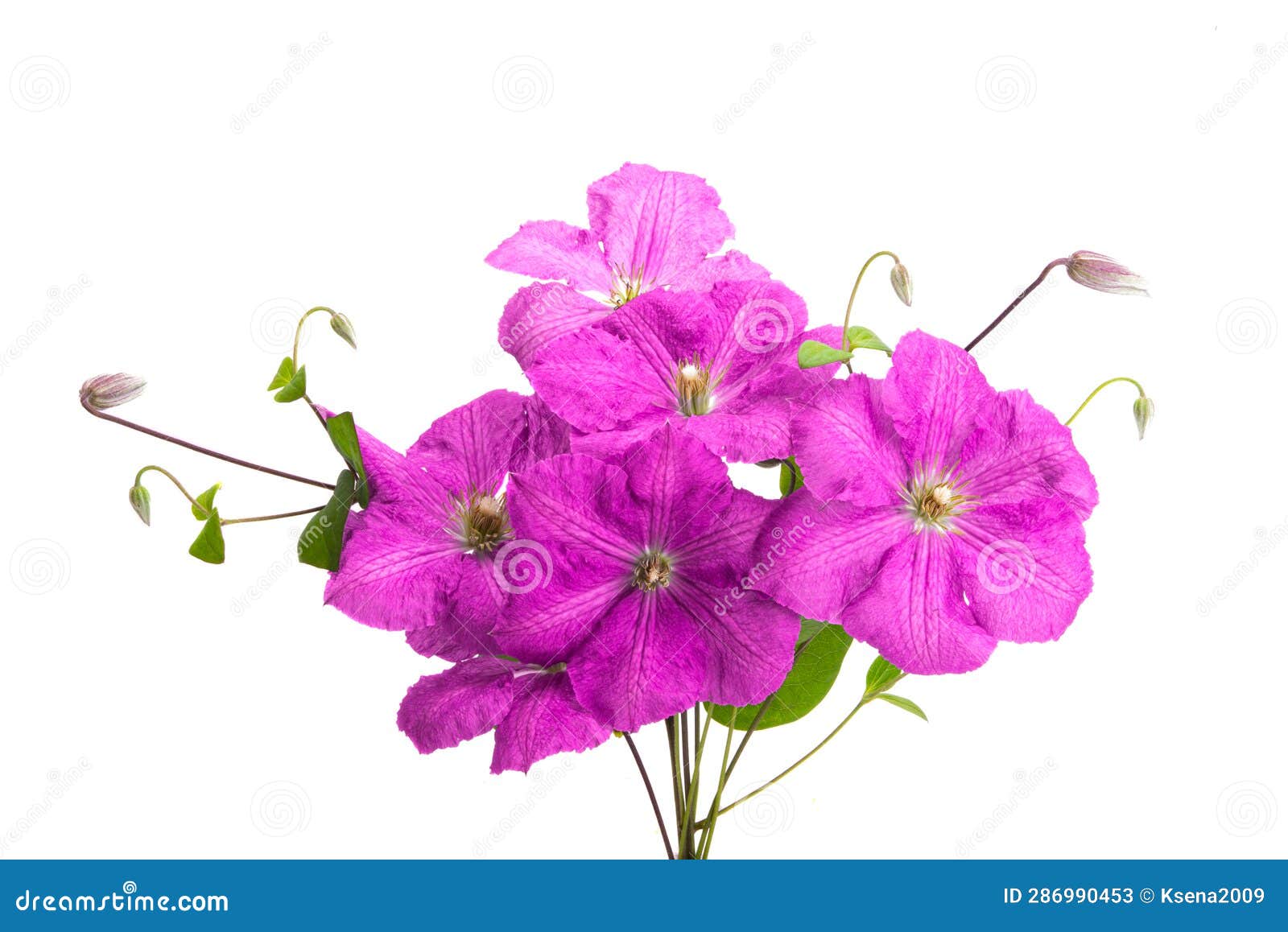Clematis flowers isolated stock image. Image of blossom 286990453