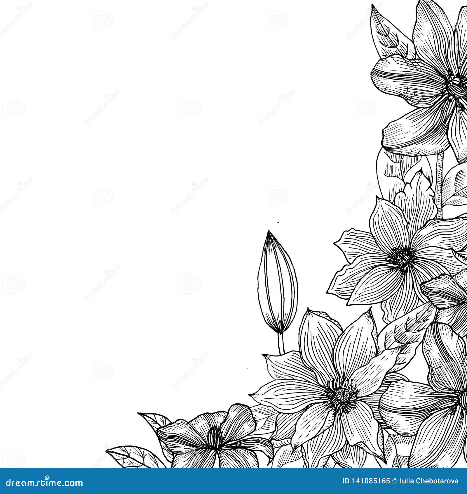 Clematis. Hand drawn stock illustration. Illustration of leaf 141085165