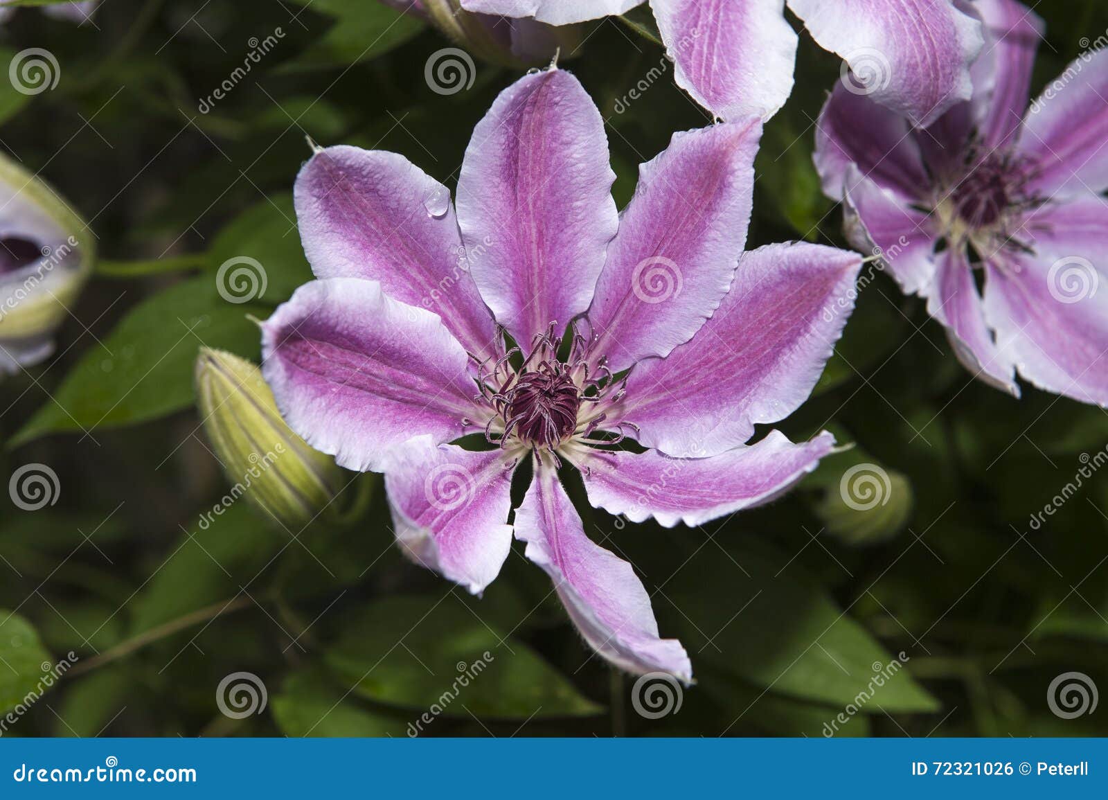 Clematis Nelly Moser stock photo. Image of plant, pink 72321026