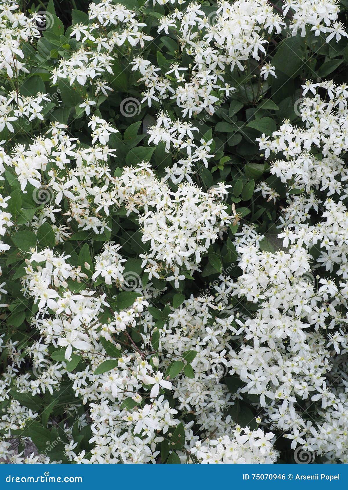 Clematis Paniculata . Flowering Shrub in the Garden Stock Photo Image