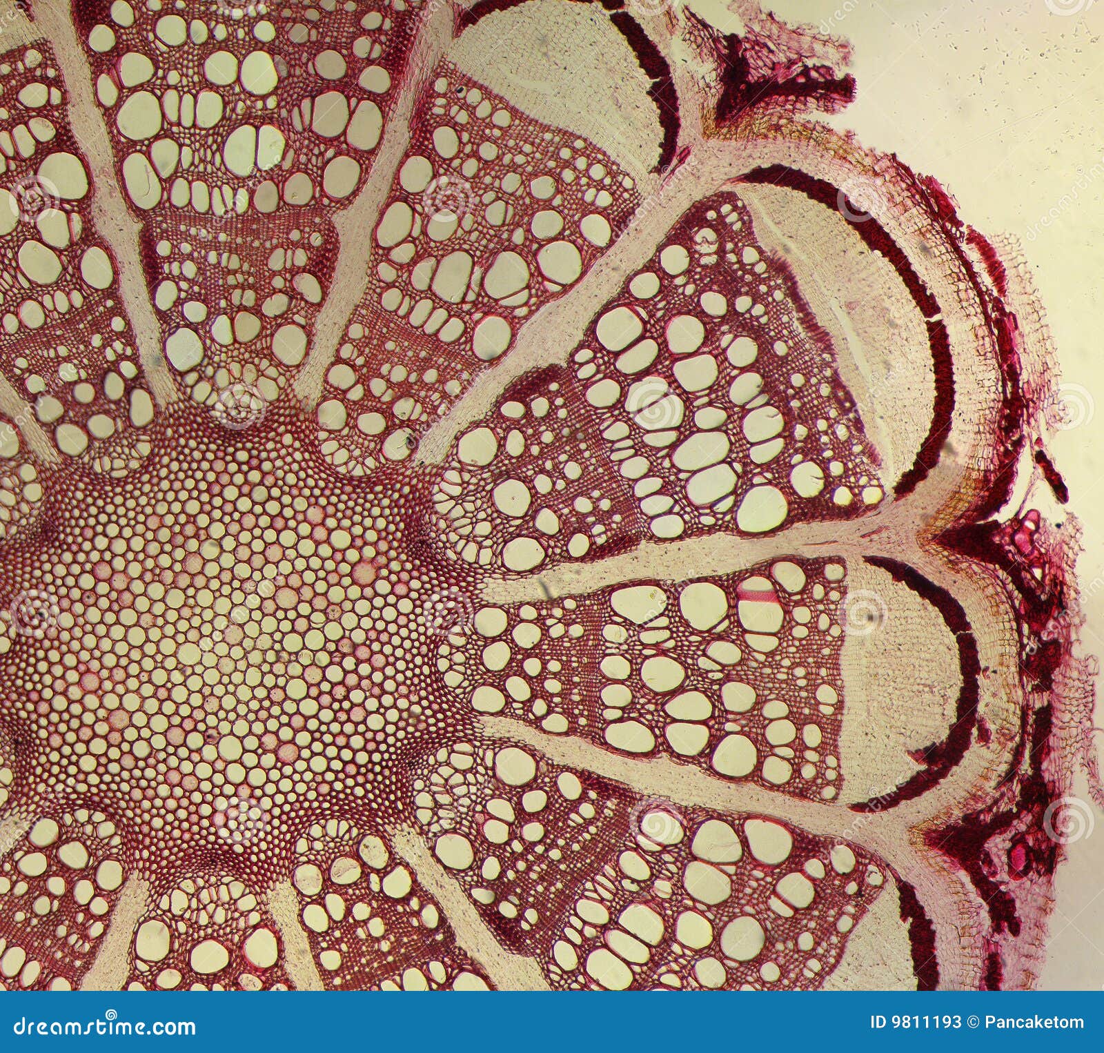 clematis root cross section