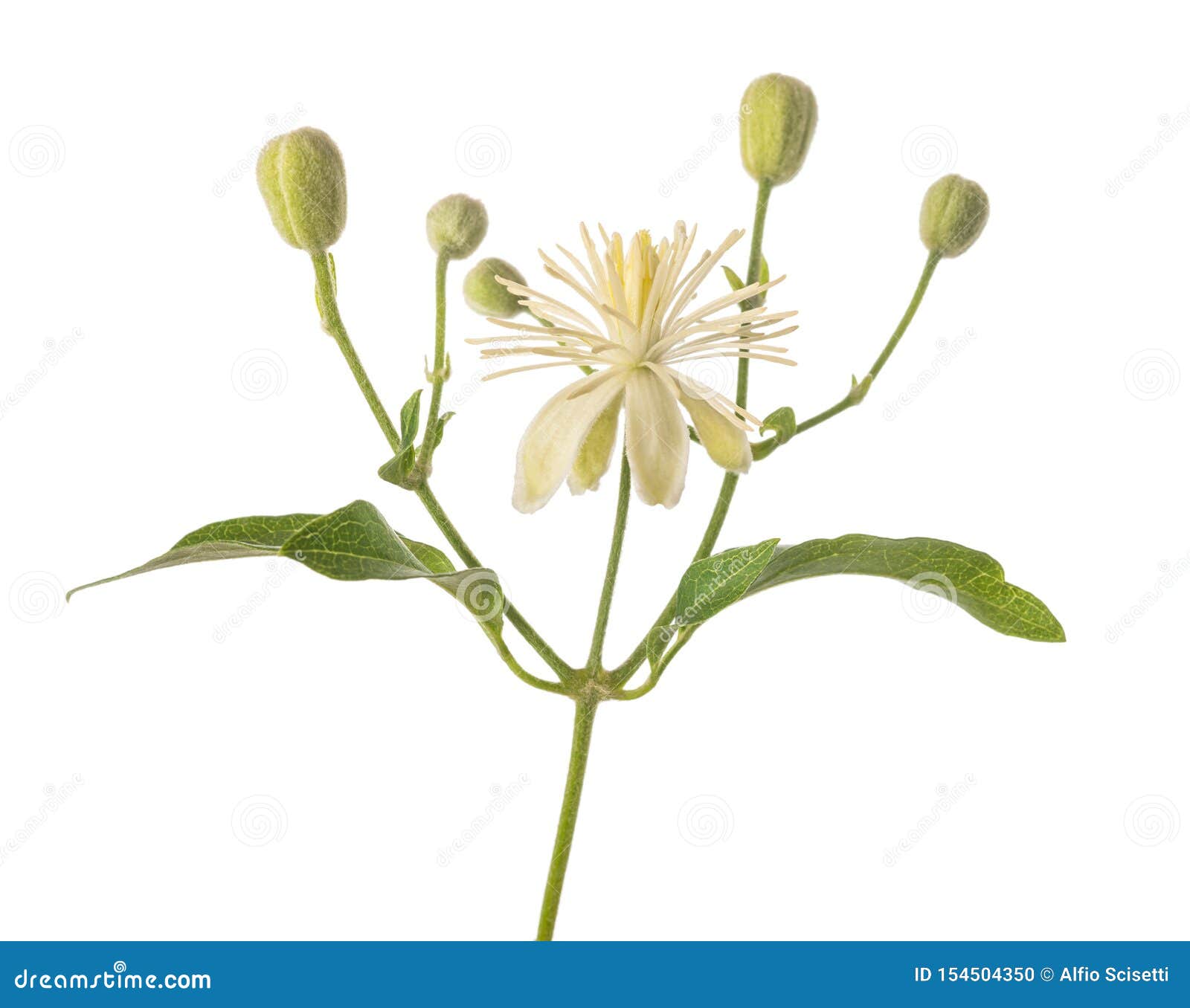 Clematis Vitalba As Invasive Plant Growing At Elder Tree Stock