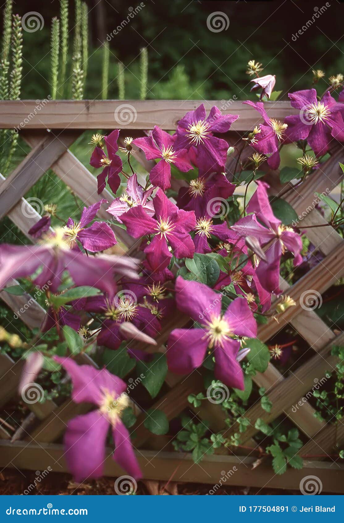 Clematis Viticella `Etoile Violette` Climbing the Fence Stock Image - Image  of plant, bloom: 177504891