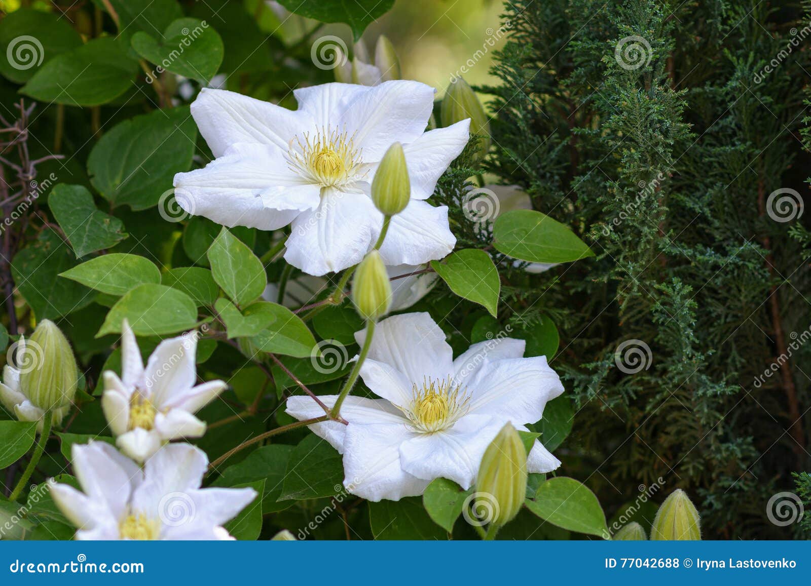 Clematis. stock photo. Image of floral, bloom, color 77042688