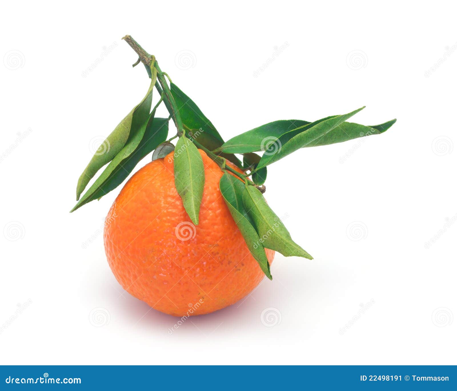 organic clementines organic clementines