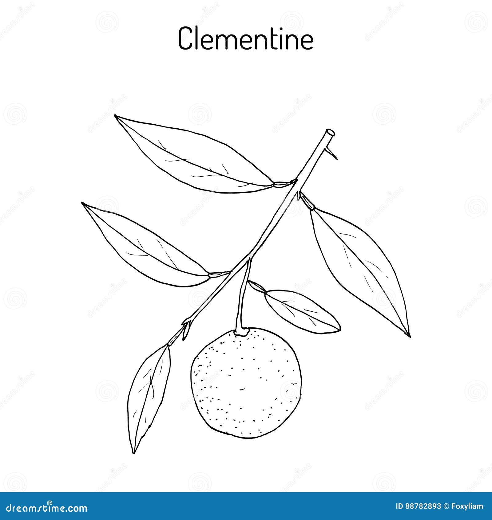 clementine citrus clementina , citrus fruit
