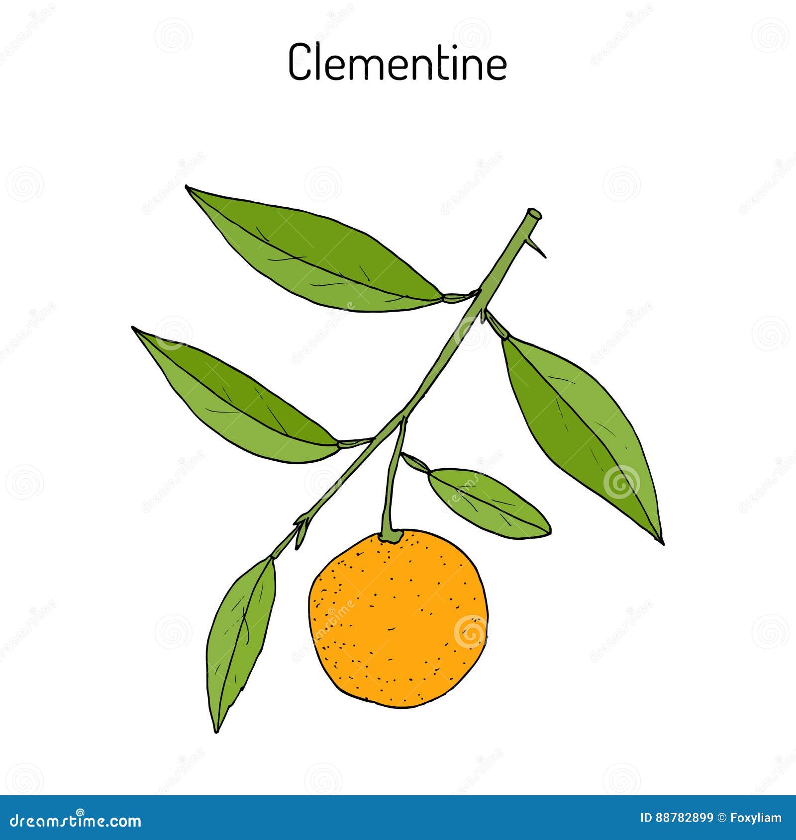 Clementine Citrus Clementina , Citrus Fruit Stock Vector Illustration